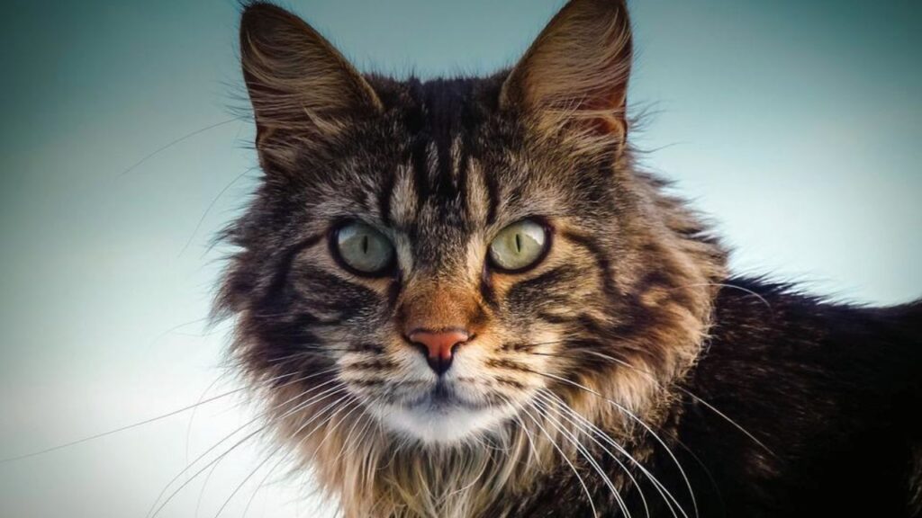 Maine Coon