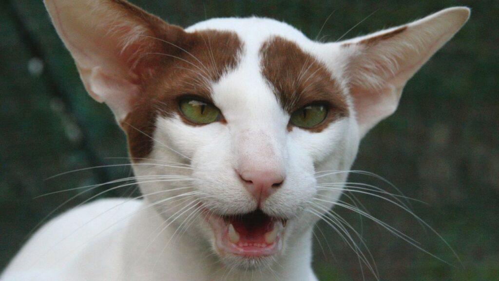 Cat Price in India | Best Cat Breeds in India with Price Oriental Shorthair Cat