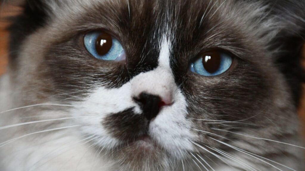 Cat Price in India | Best Cat Breeds in India with Price Ragdoll Cat