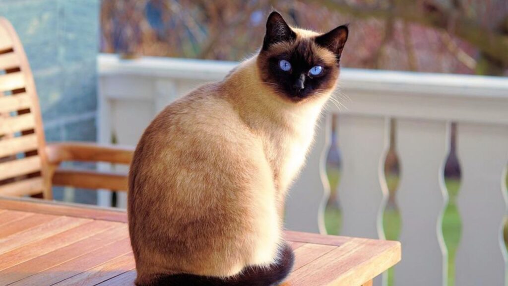 Cat Price in India | Best Cat Breeds in India with Price Siamese Cat