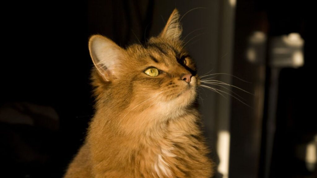 Cat Price in India | Best Cat Breeds in India with Price Somali Cat