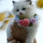 How to Take Care of Your Cat in Summer? From a Vet Best Cat Breeds
