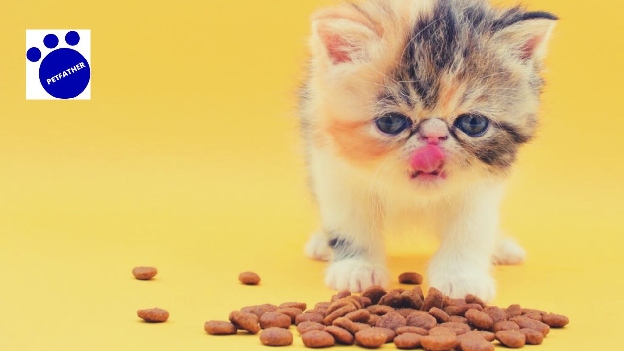 Best Cat Food for Persian Cats in India