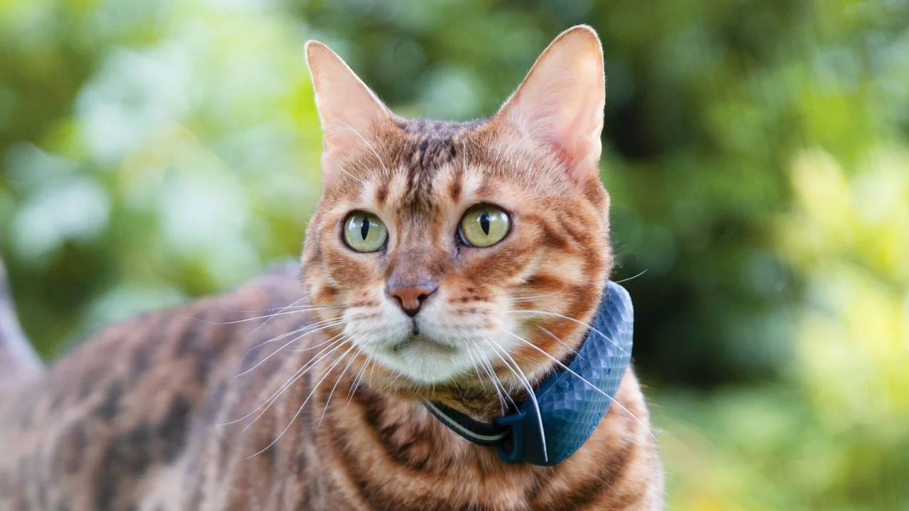 Best GPS tracker for cats in India