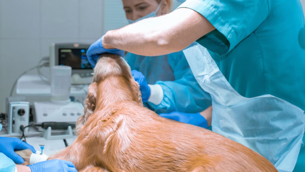 How Is Technology Contributing To Animal Health Solutions?