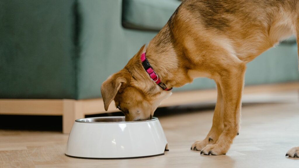 How To Cook Homemade Dog Food? (2025)