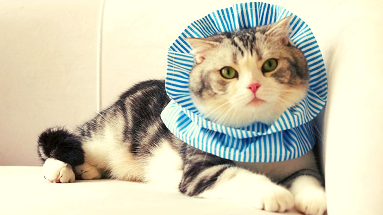 e-collar for cats in India