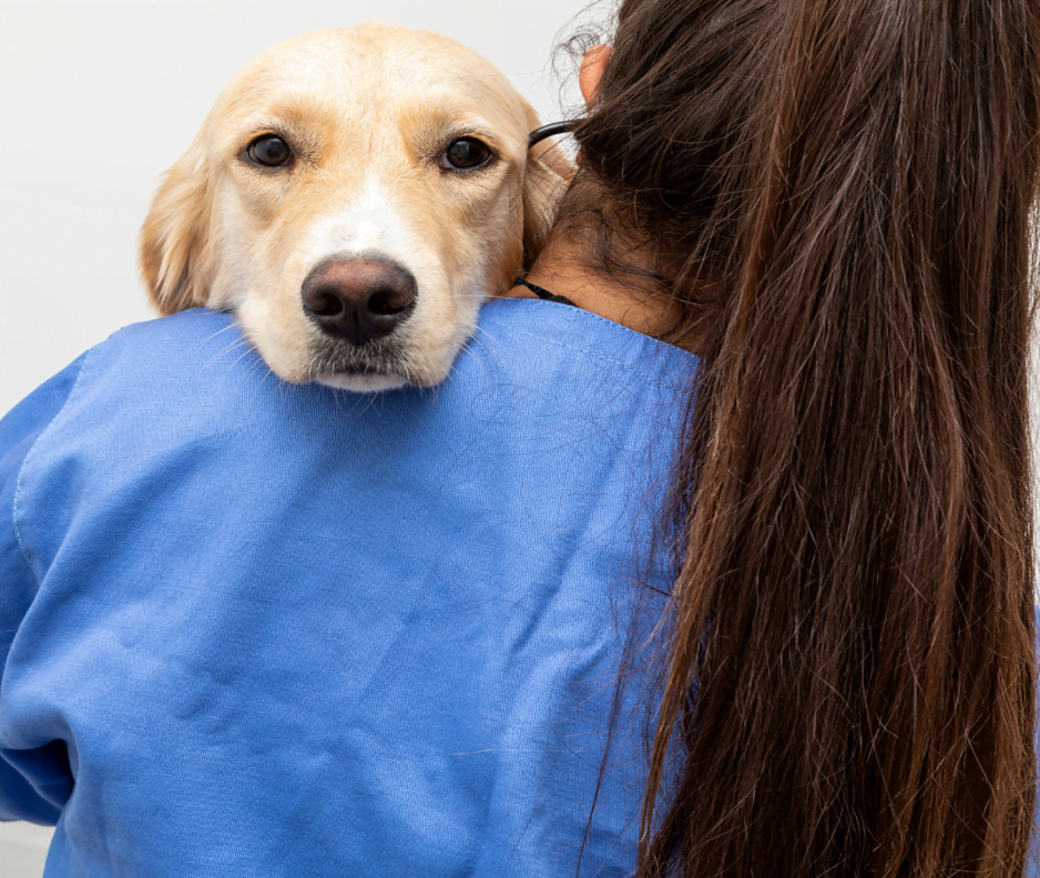 How Is Technology Contributing To Animal Health Solutions? A dog at the vet