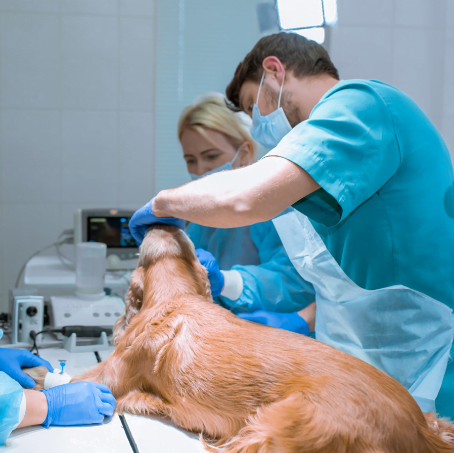 How Is Technology Contributing To Animal Health Solutions? Technology Contributing To Animal Health Solutions