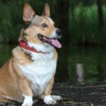 Best Dog Bark Collars in India Best Dog Bark Collars in India