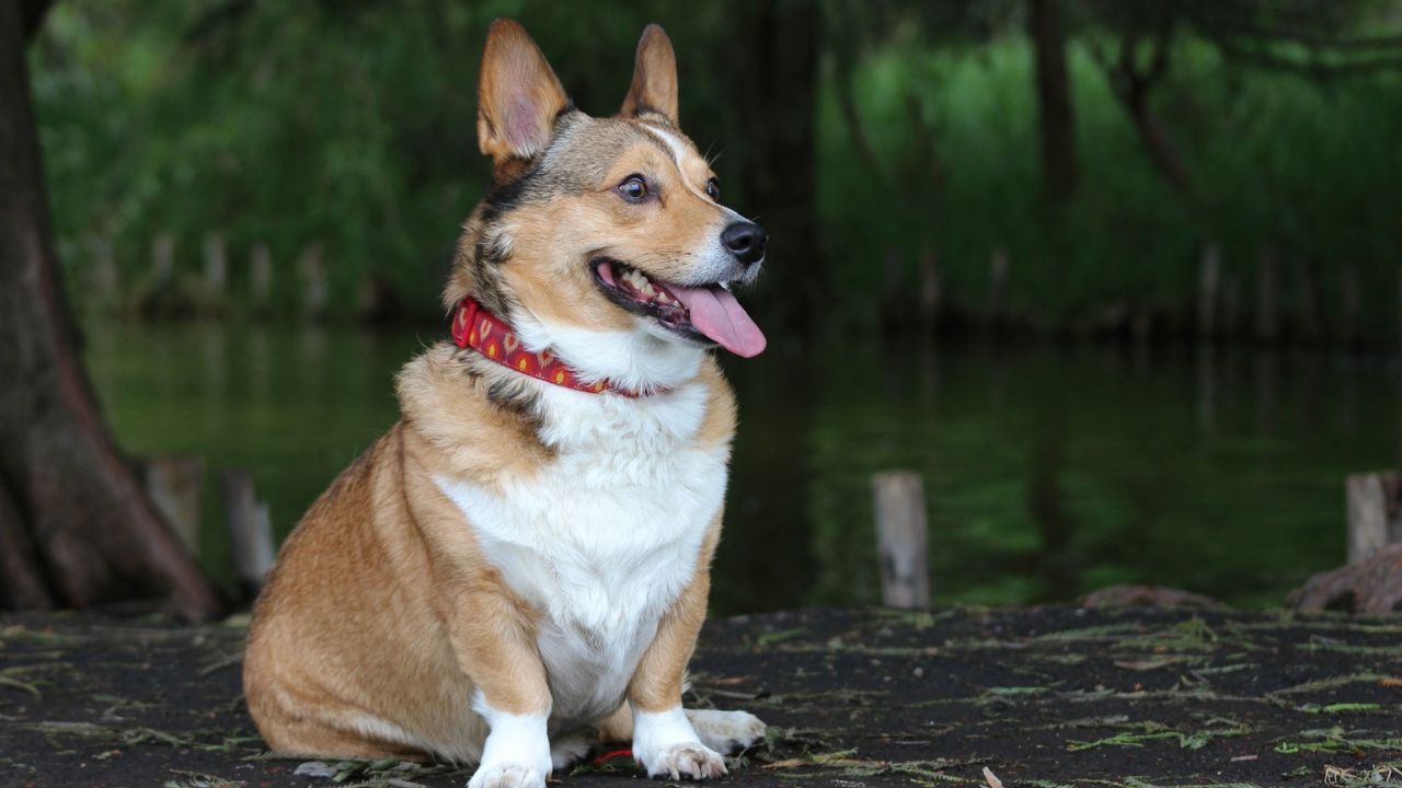 Best Dog Bark Collars in India Best Dog Bark Collars in India