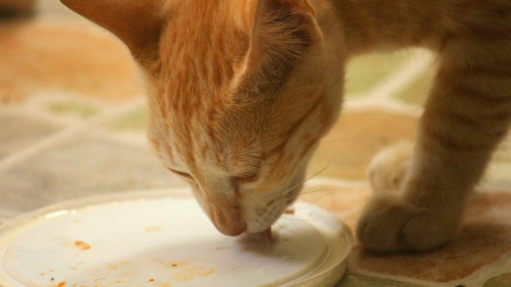 Best Milk Powder For Cats And Kittens In India (2024)