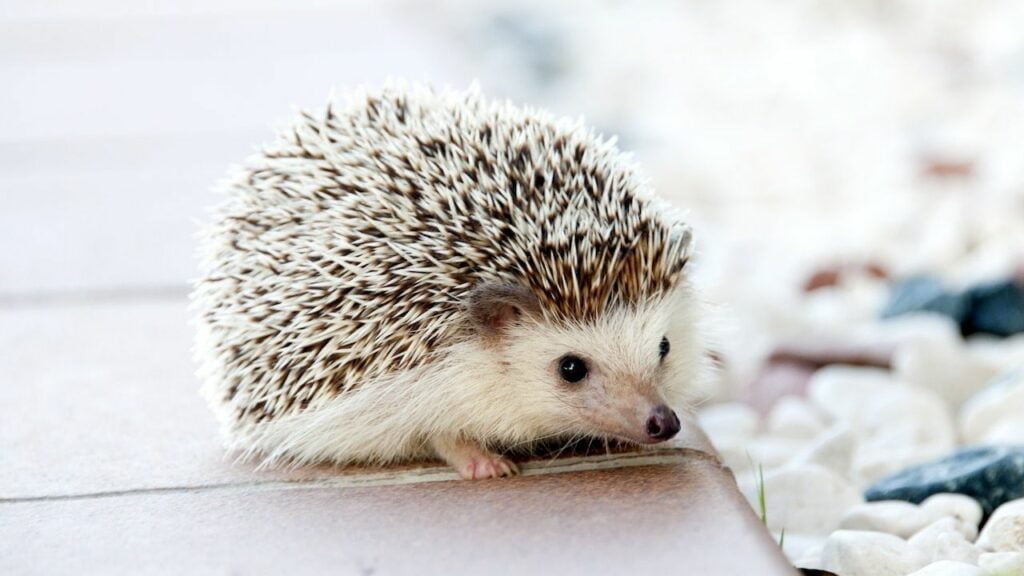List of Exotic Pets Legally Allowed in India African pygmy hedgehog