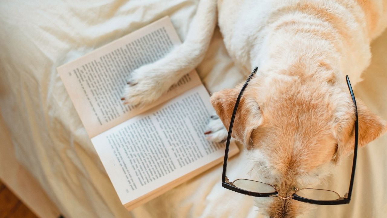 Benefits Of Studying With Your Dog