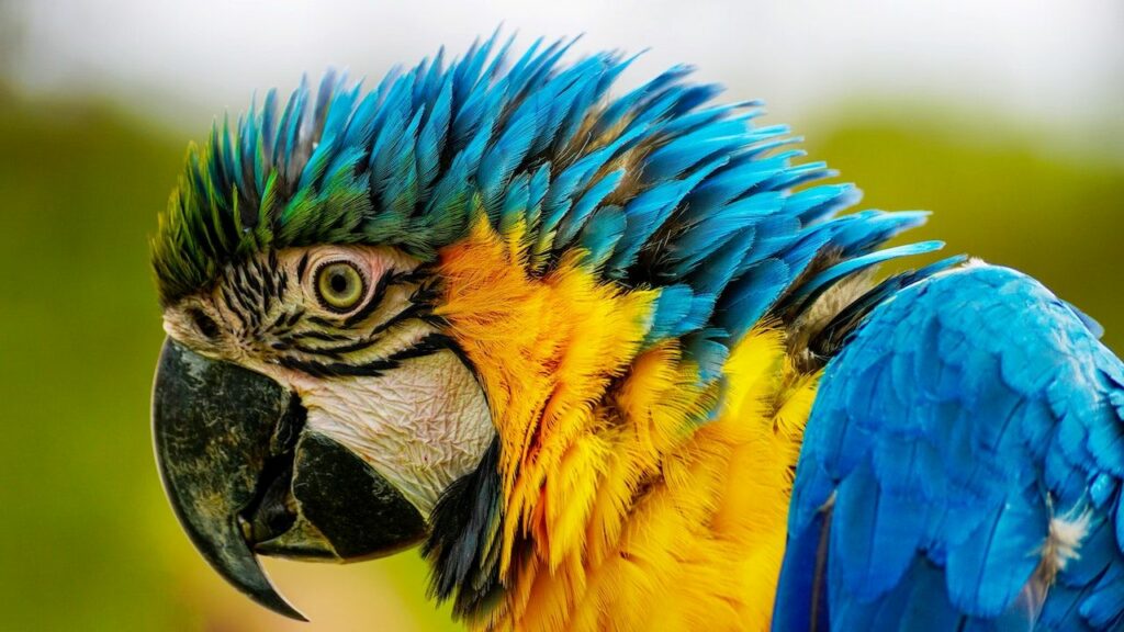 List of Exotic Pets Legally Allowed in India Exotic foreign birds