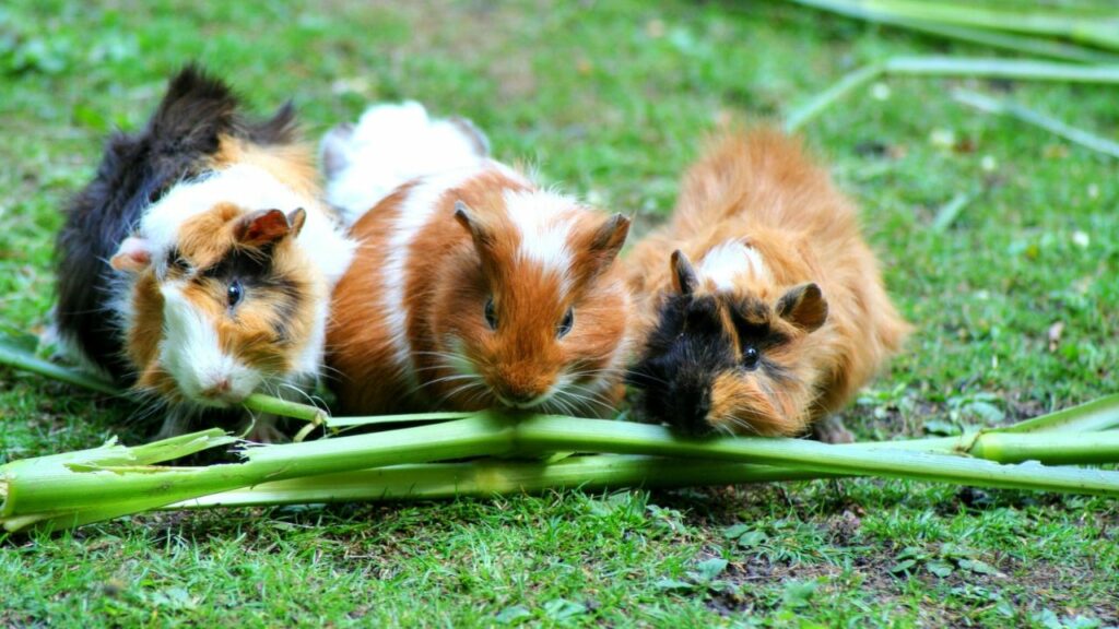 List of Exotic Pets Legally Allowed in India Guinea pigs