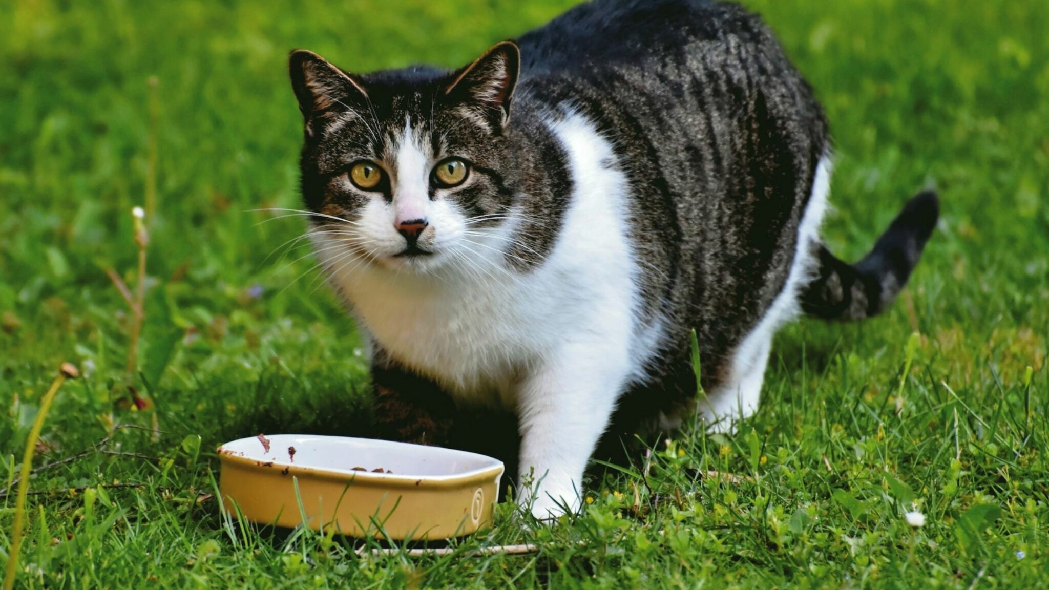 How To Choose The Best Food For Seniors Cats? Petfather