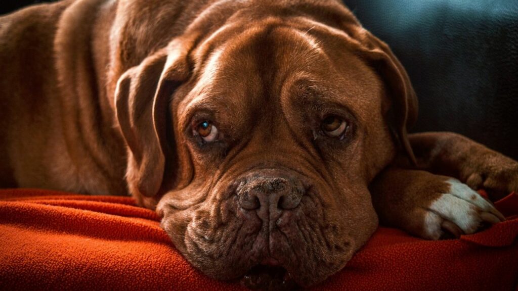 How To Choose Food For A Senior Dog?