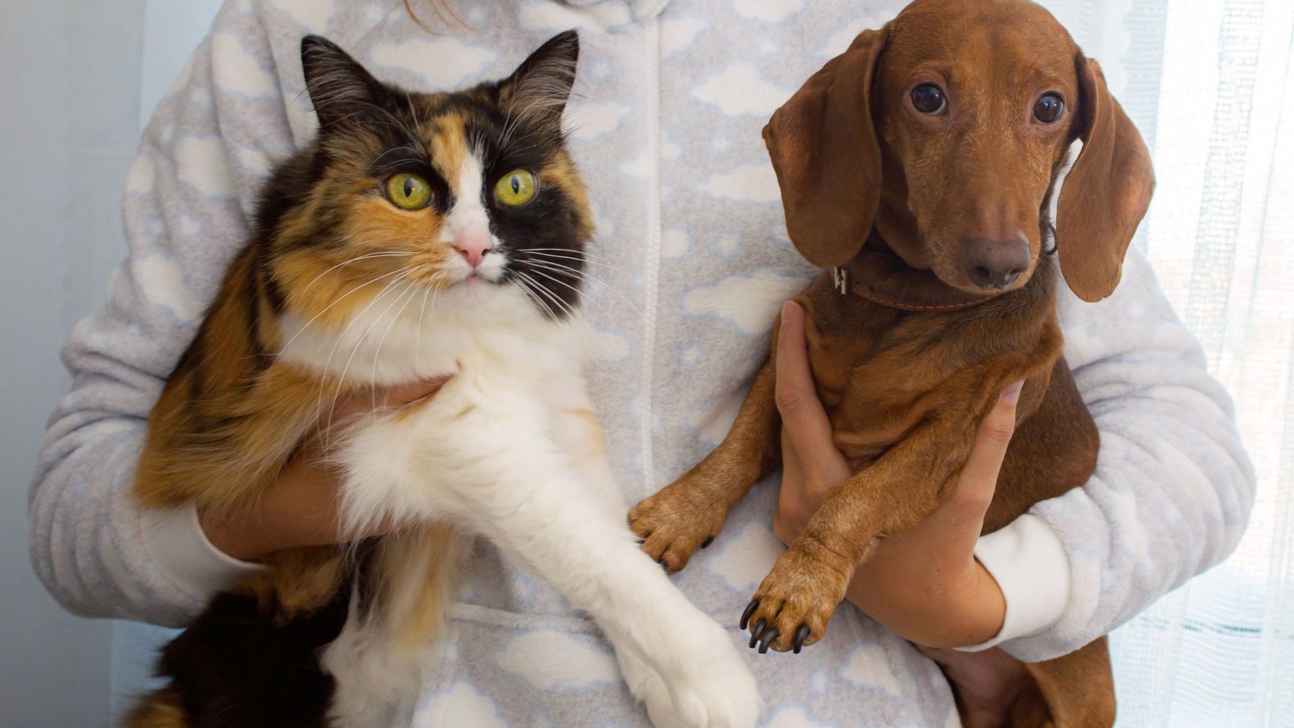 How to Make a Dog and Cat Become Friends