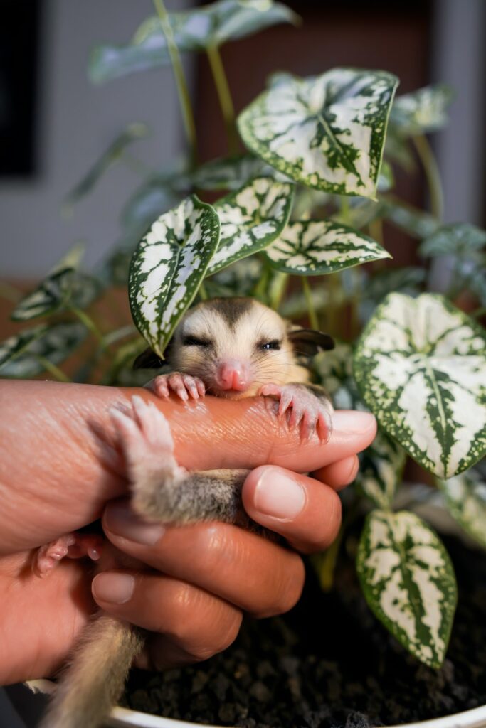 List of Exotic Pets Legally Allowed in India Sugar glider