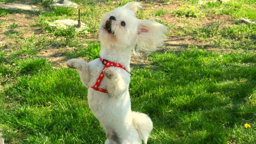 How To Train Your Dog To Dance Tips And Tricks Petfather