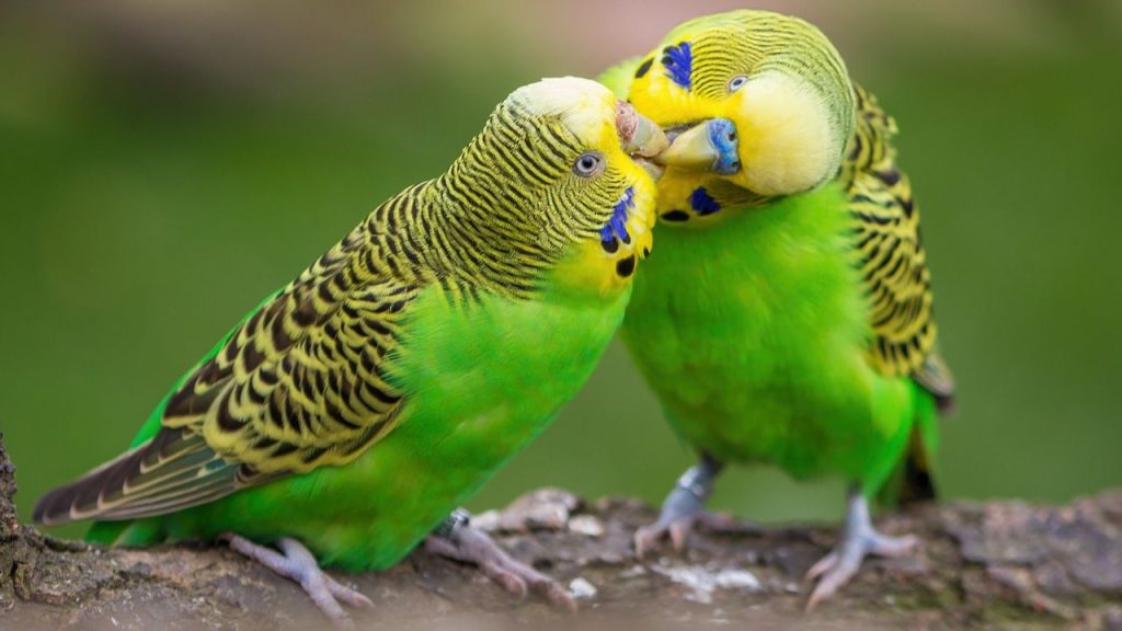 15 Best Pet Birds Price in India (Legal) Budgies or budgerigar
