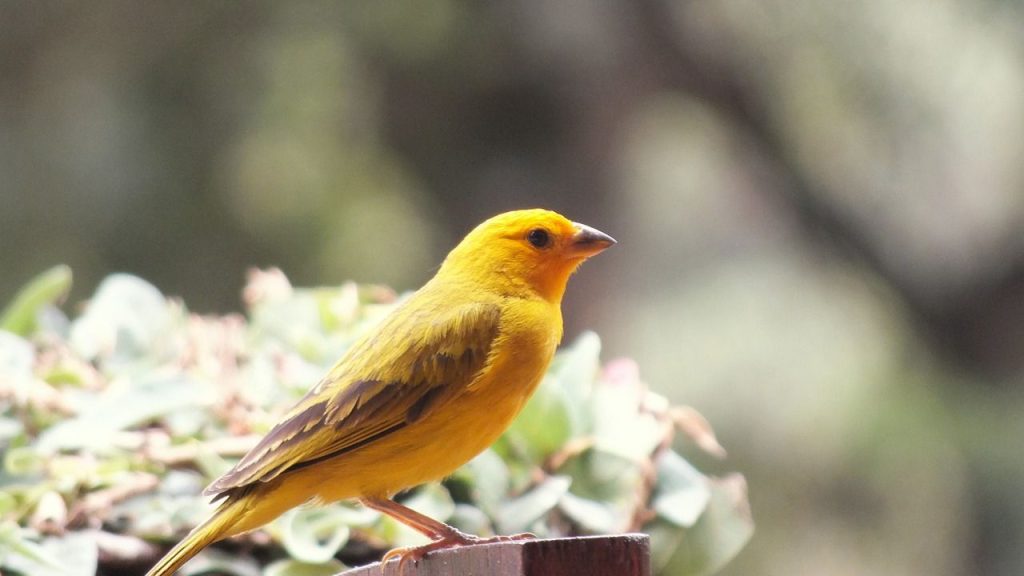 15 Best Pet Birds Price in India (Legal) Canary birds