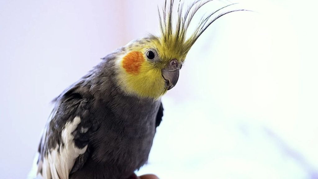 15 Best Pet Birds Price in India (Legal) Cockatiel