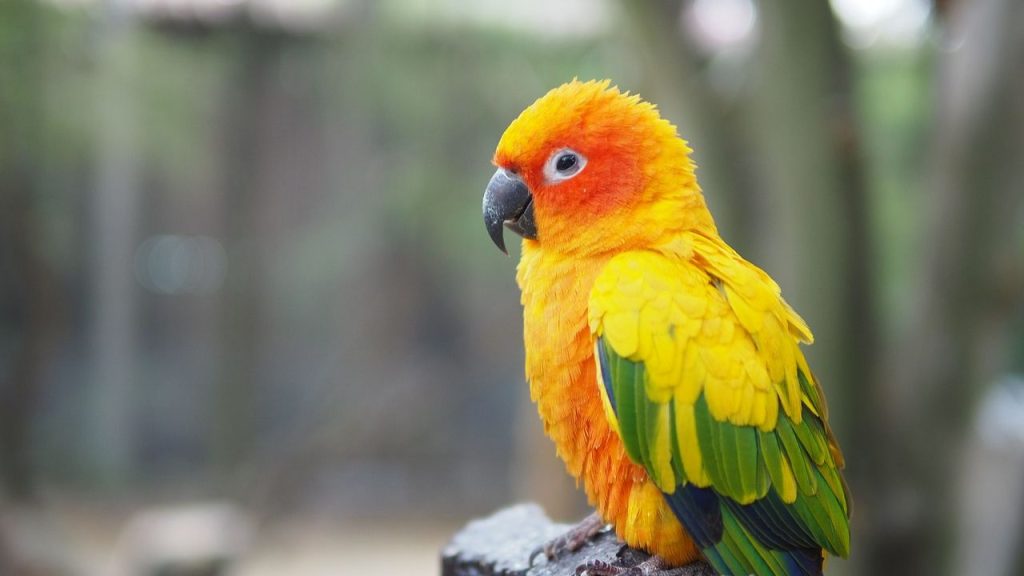15 Best Pet Birds Price in India (Legal) Conure bird