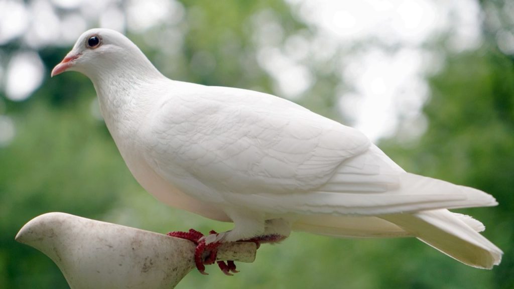 15 Best Pet Birds Price in India (Legal) Dove (Columbidae) birds