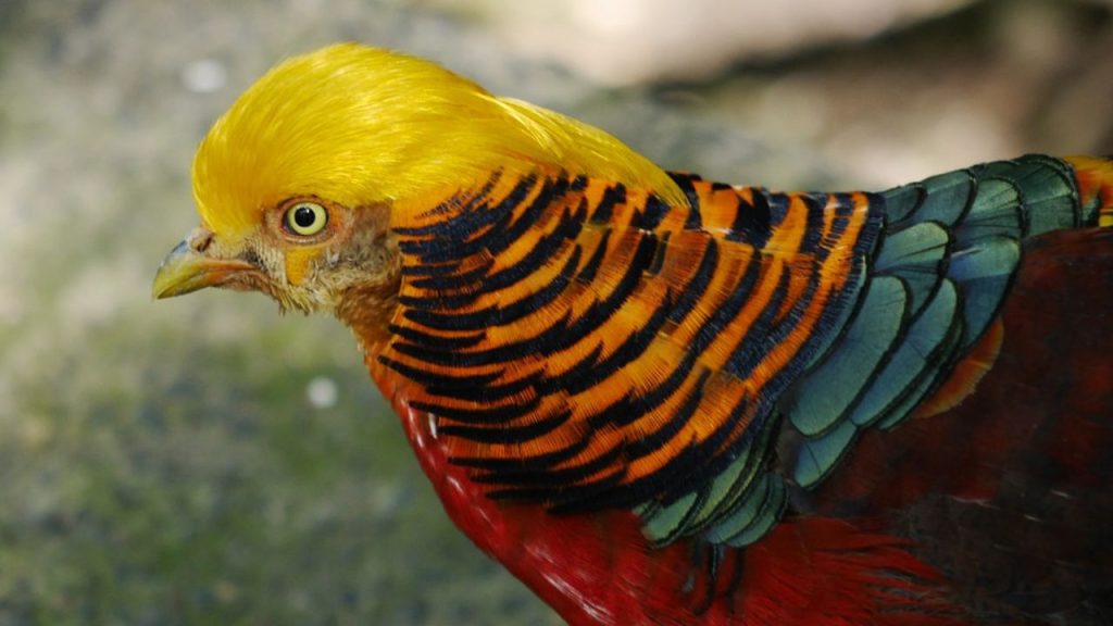 15 Best Pet Birds Price in India (Legal) Golden pheasant