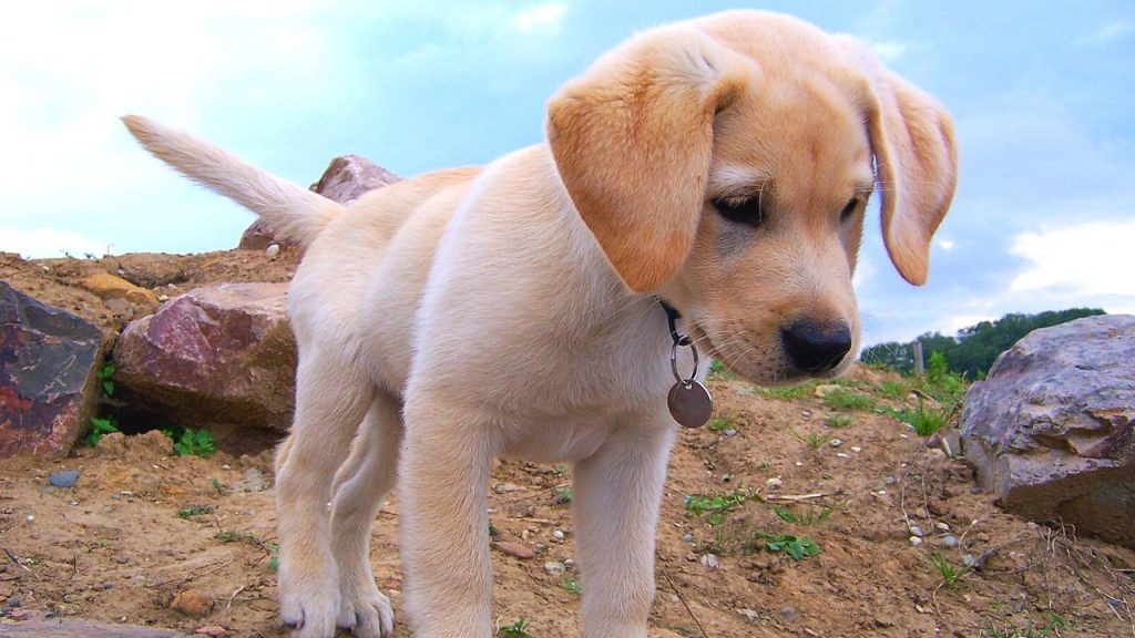 Dogs Price in India | Most Popular Dog Breeds with Price Labrador Retriever