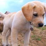 Labrador Dog Price in India, Lifespan, Breed Profile Labrador Retriever