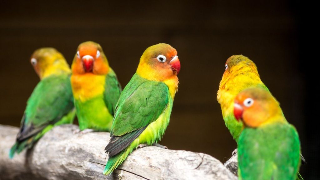 15 Best Pet Birds Price in India (Legal) Love Birds