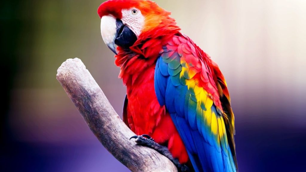 15 Best Pet Birds Price in India (Legal) Macaw birds