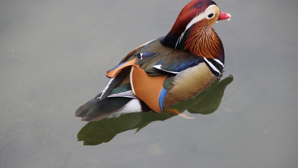 15 Best Pet Birds Price in India (Legal) Mandarin duck