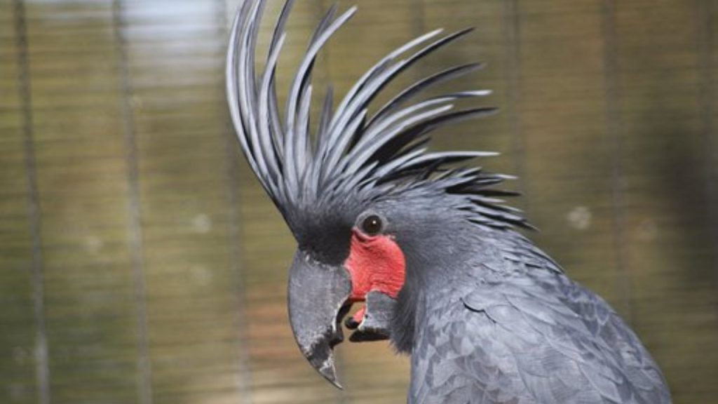15 Best Pet Birds Price in India (Legal) Palm Cockatoo