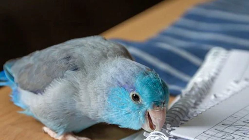 15 Best Pet Birds Price in India (Legal) Parrotlet birds