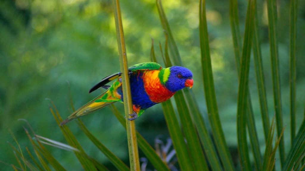 15 Best Pet Birds Price in India (Legal) Rainbow lorikeet