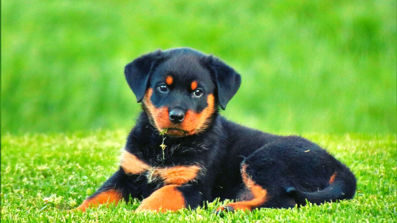 Rottweiler Dog एक आदमी को काटता है। मालिक को 12 साल बाद जेल हुई