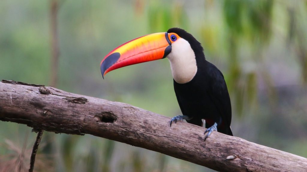 15 Best Pet Birds Price in India (Legal) Toucan