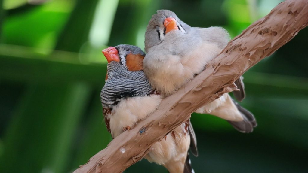 15 Best Pet Birds Price in India (Legal) Zebra Finch Bird
