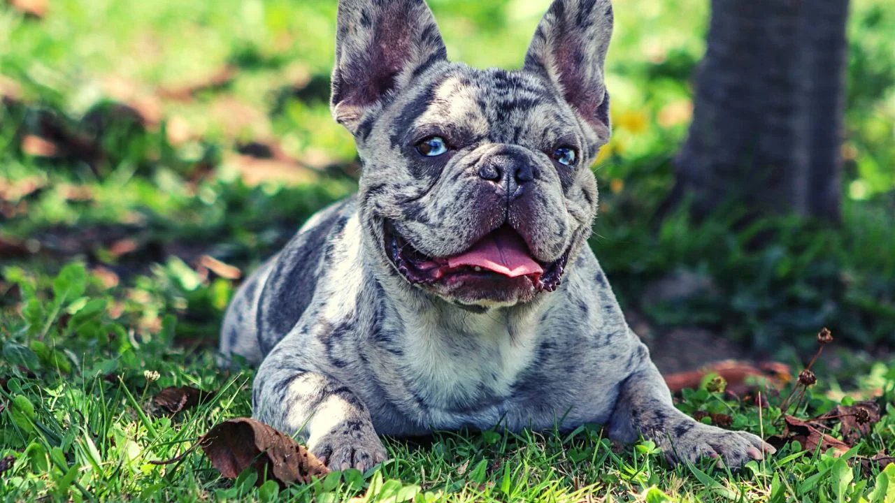 How Much Is A Blue Merle Bulldog