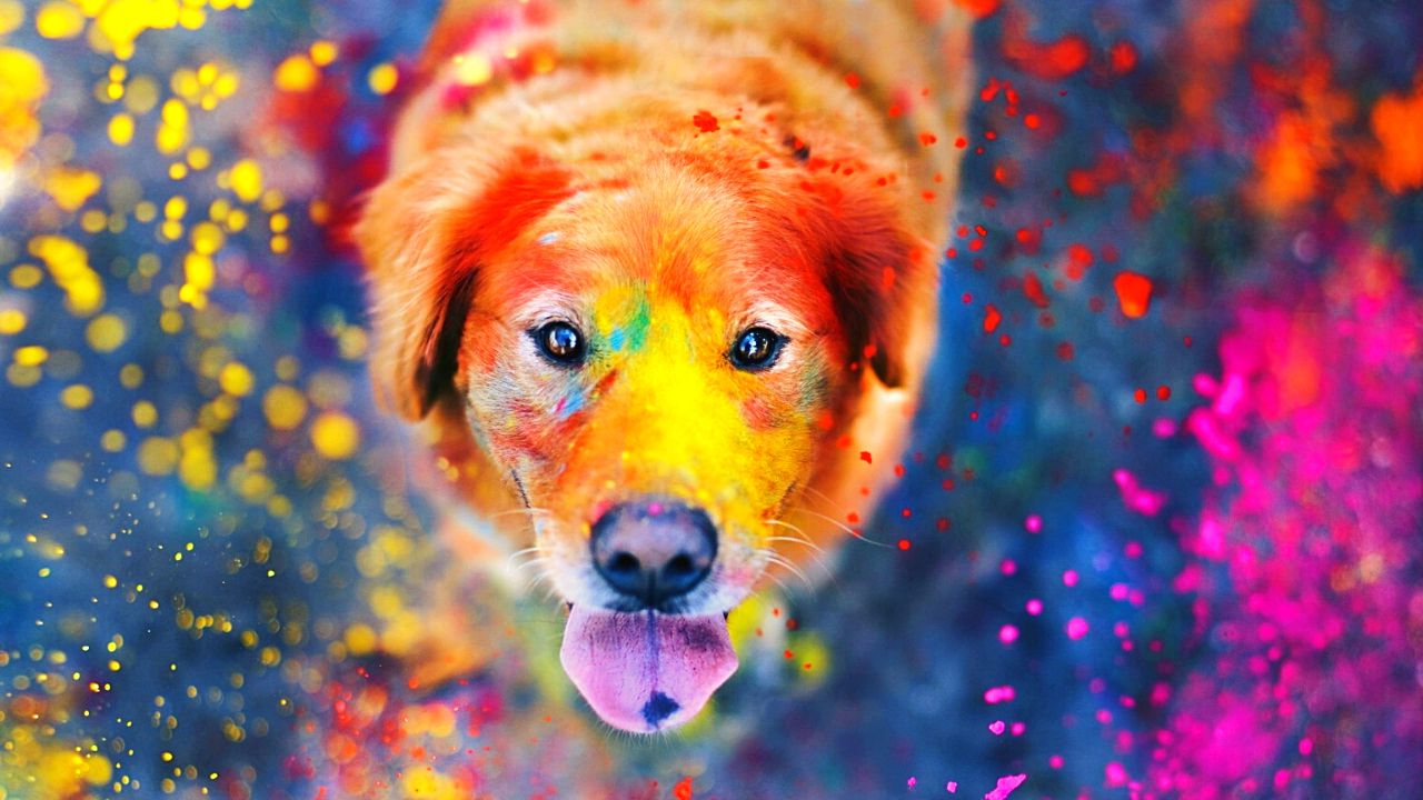 Celebrating Holi Safely with Your Pets: Tips and FAQs
