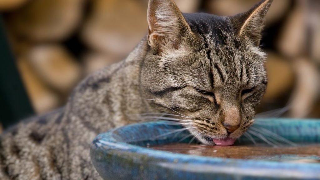 The Importance of Water in a Cat's Diet