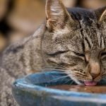 The Importance of Water in a Cat's Diet The Importance of Water in a Cat's Diet