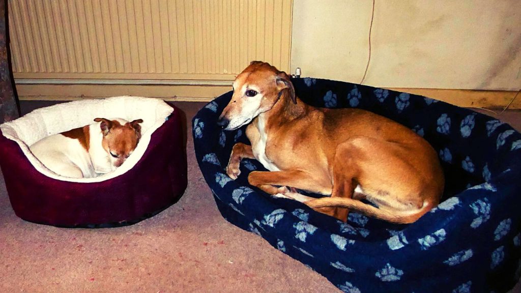 A Look at the Different Types of Dog Beds to Suit Your Pooch's Needs