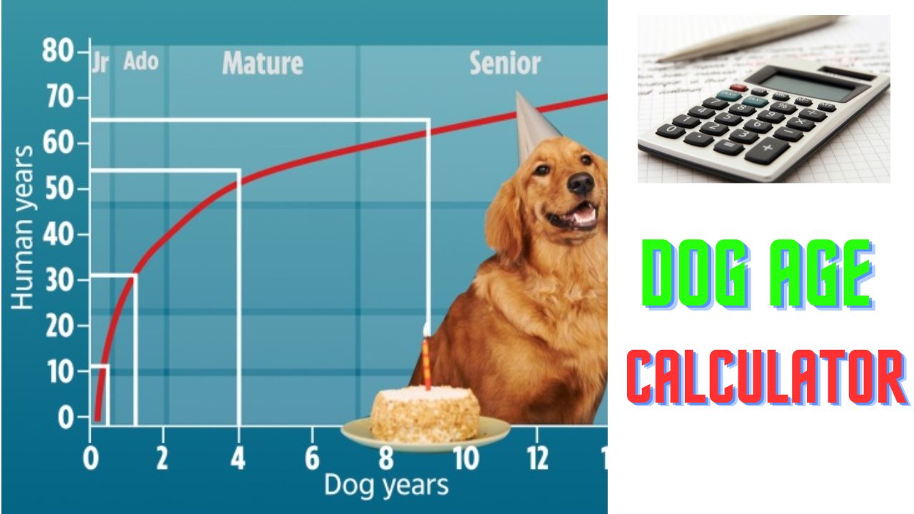 Dog Age Calculator India| Dog Years to Human Years by Breed