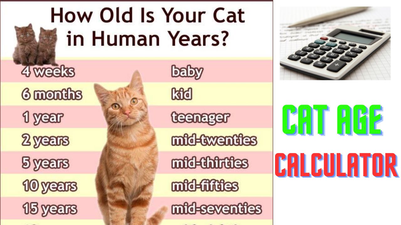 Cat Age Calculator India| How Old My Cat is in Human Years?
