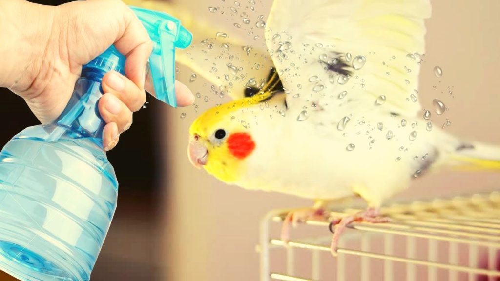 How to Take Care of Pet Birds in Summer?